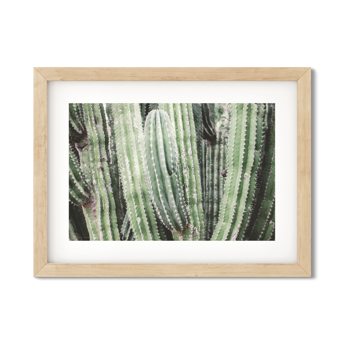 CACTUS NO. 7