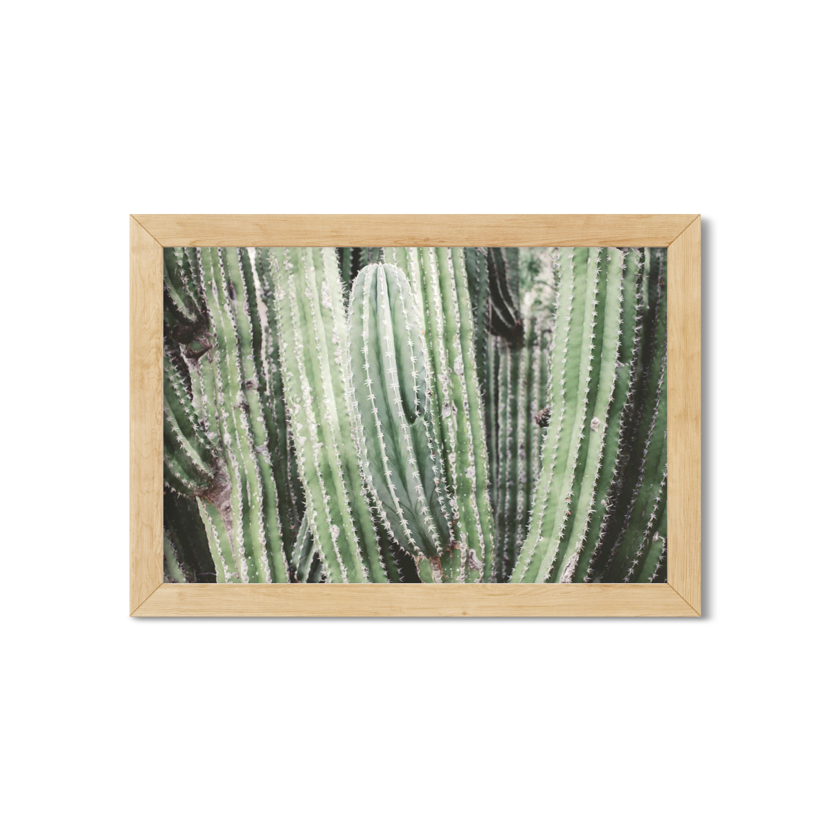 CACTUS NO. 7
