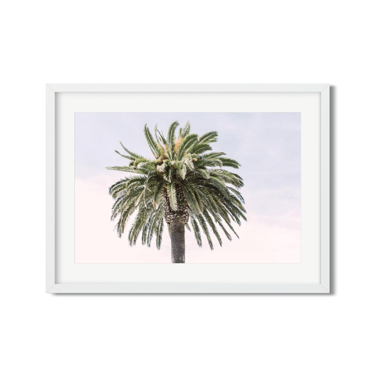 CANARY PALM