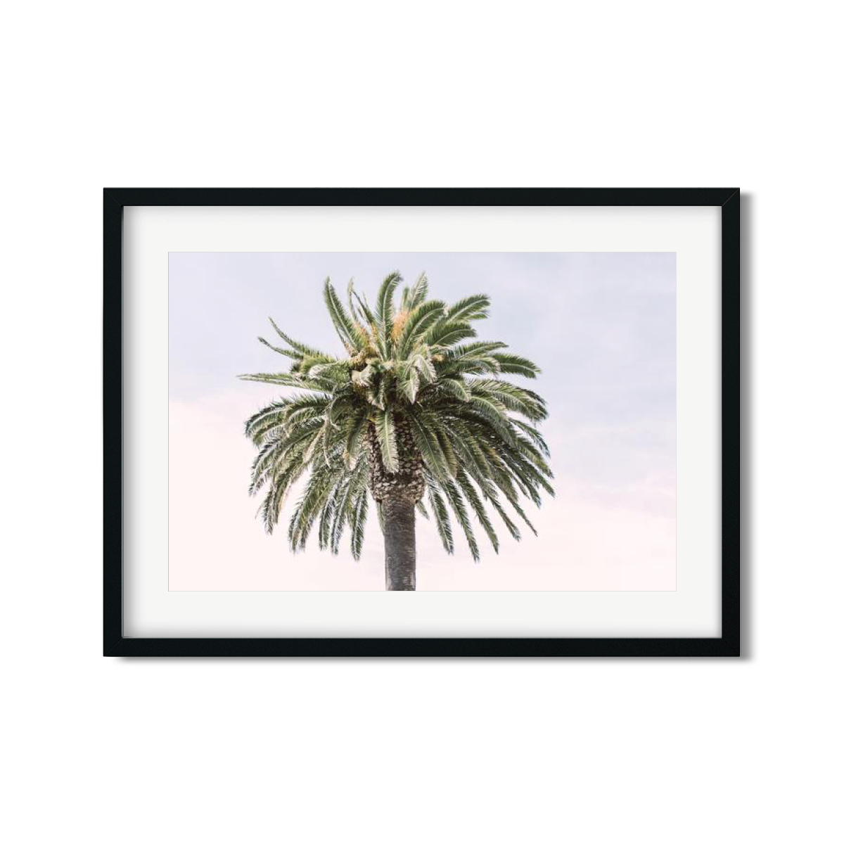 CANARY PALM