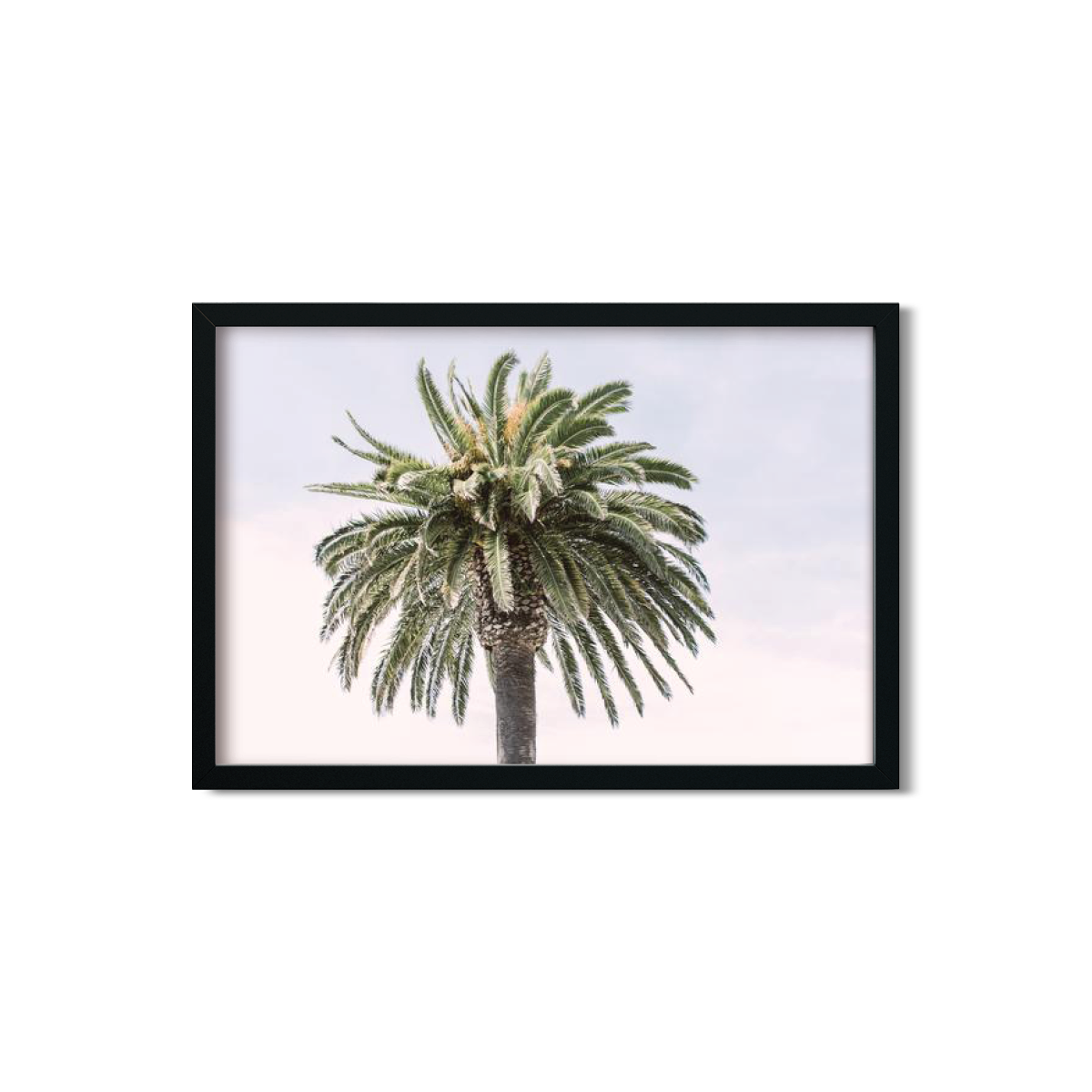 CANARY PALM