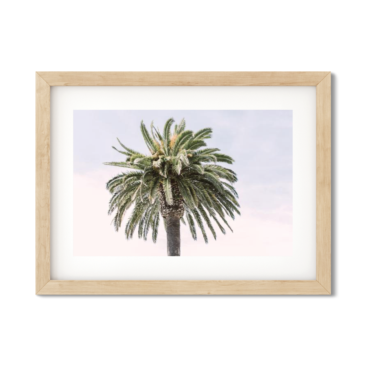 CANARY PALM