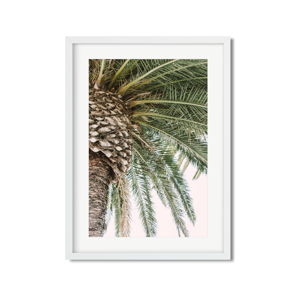 CANARY PALM NO. 2