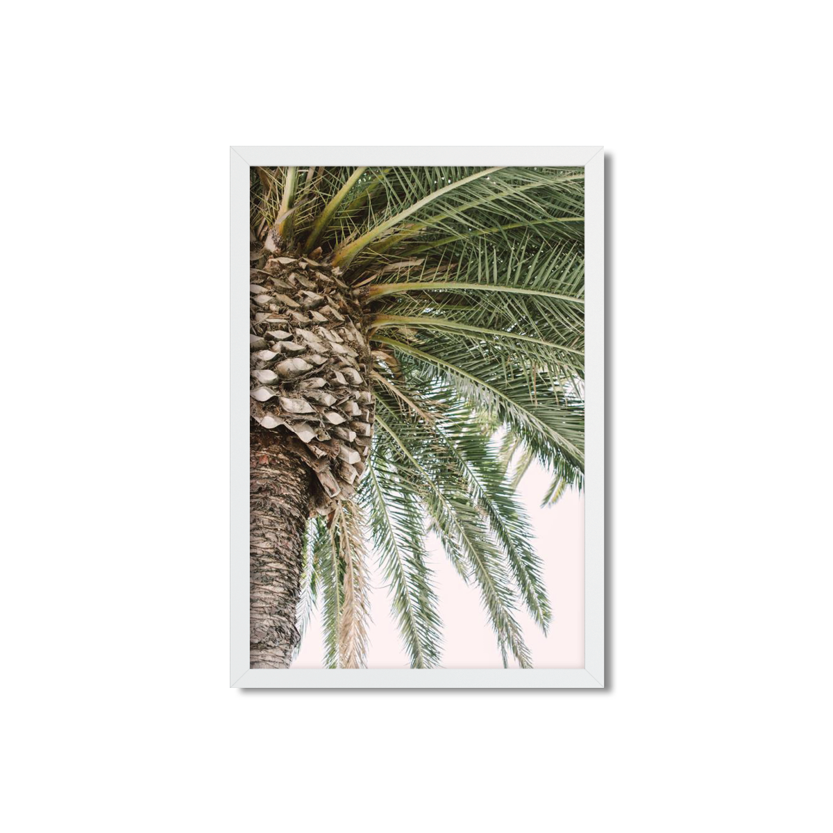 CANARY PALM NO. 2
