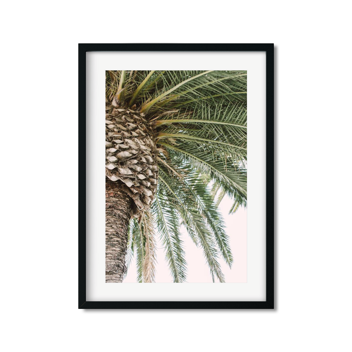 CANARY PALM NO. 2