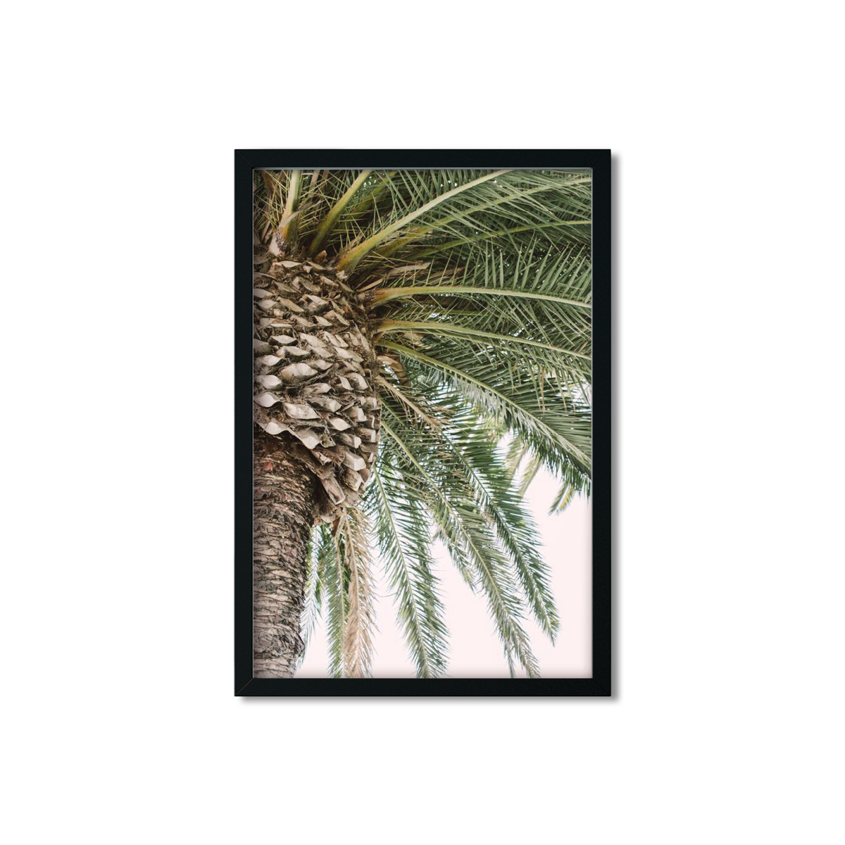 CANARY PALM NO. 2