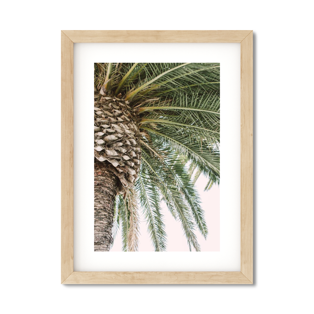 CANARY PALM NO. 2