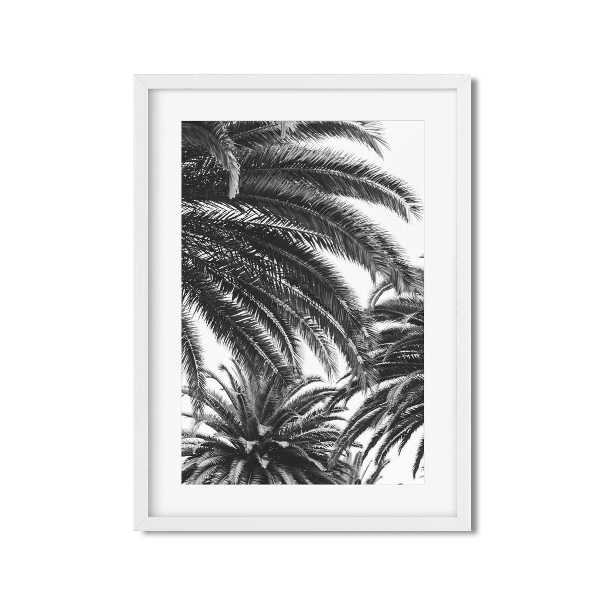 CANARY PALM NO. 3