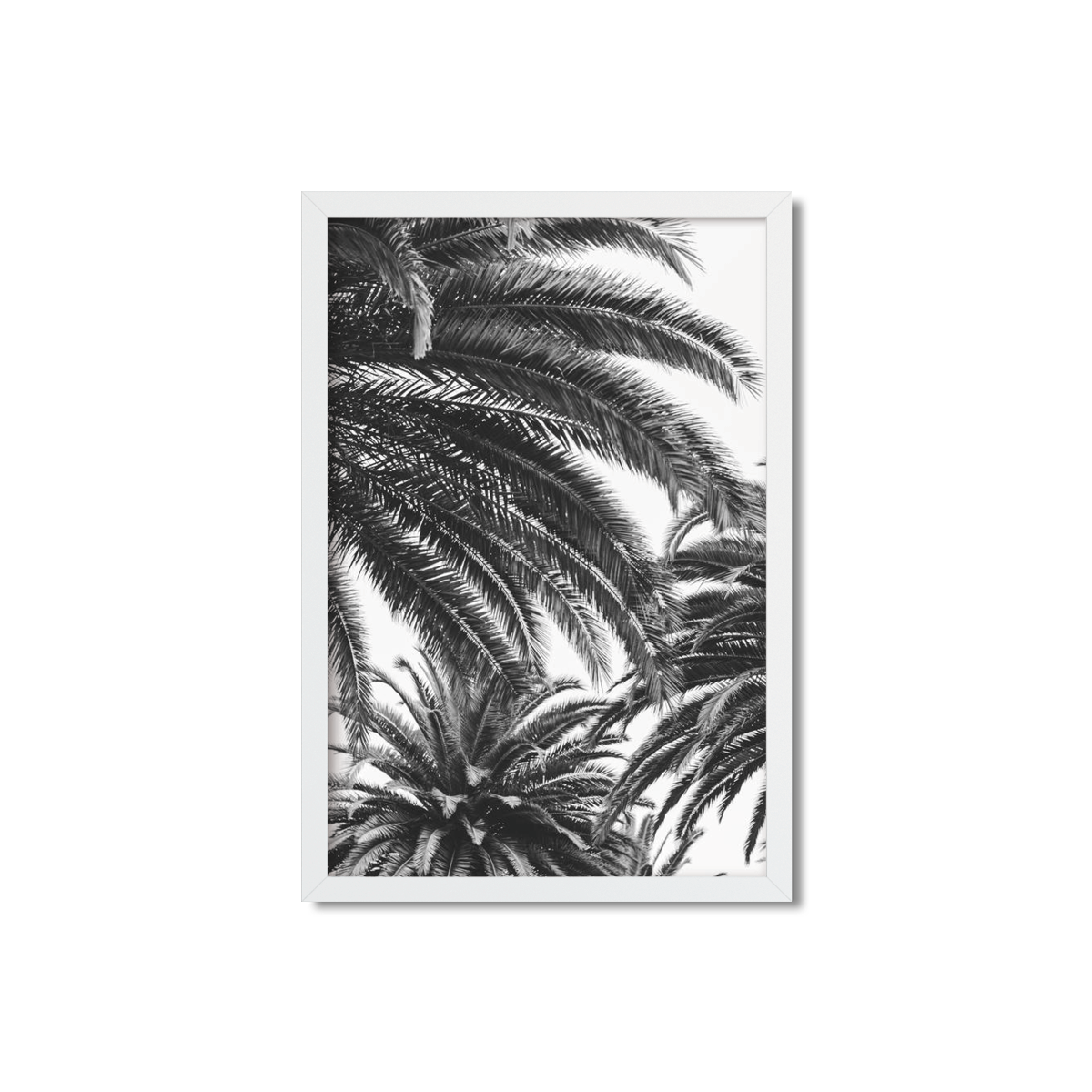 CANARY PALM NO. 3