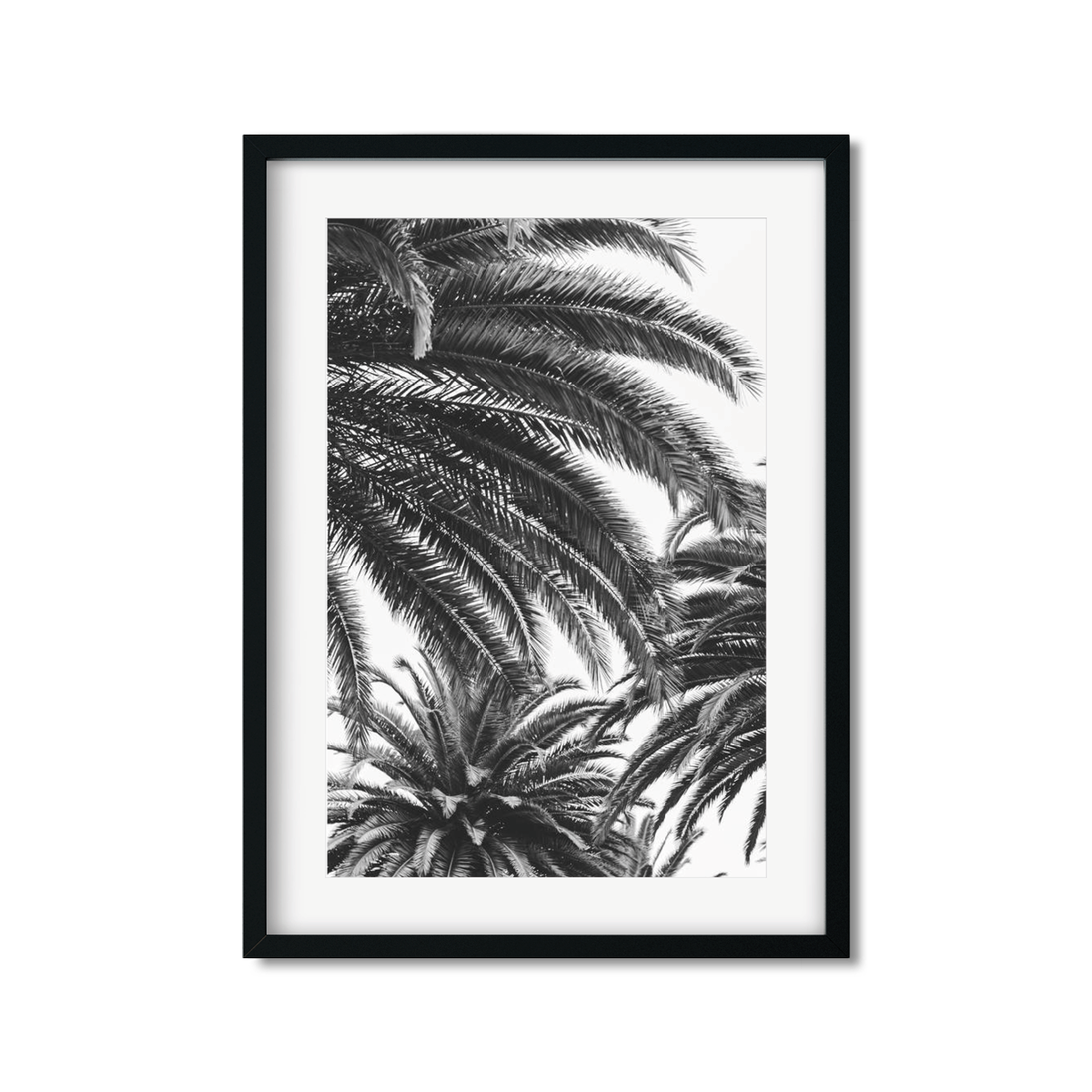 CANARY PALM NO. 3