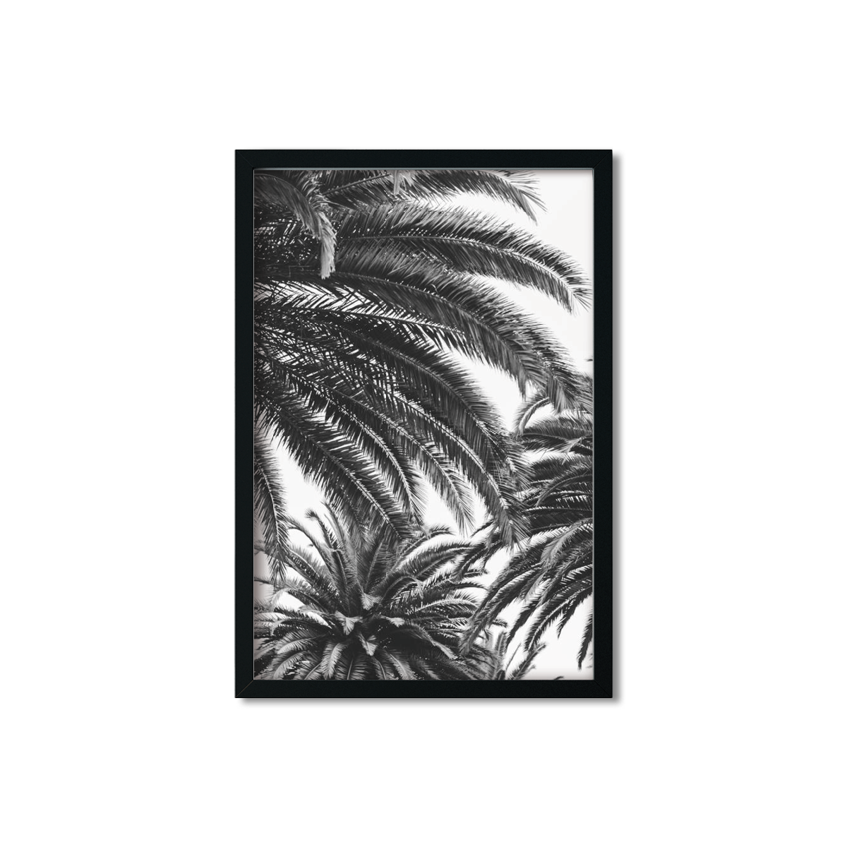 CANARY PALM NO. 3