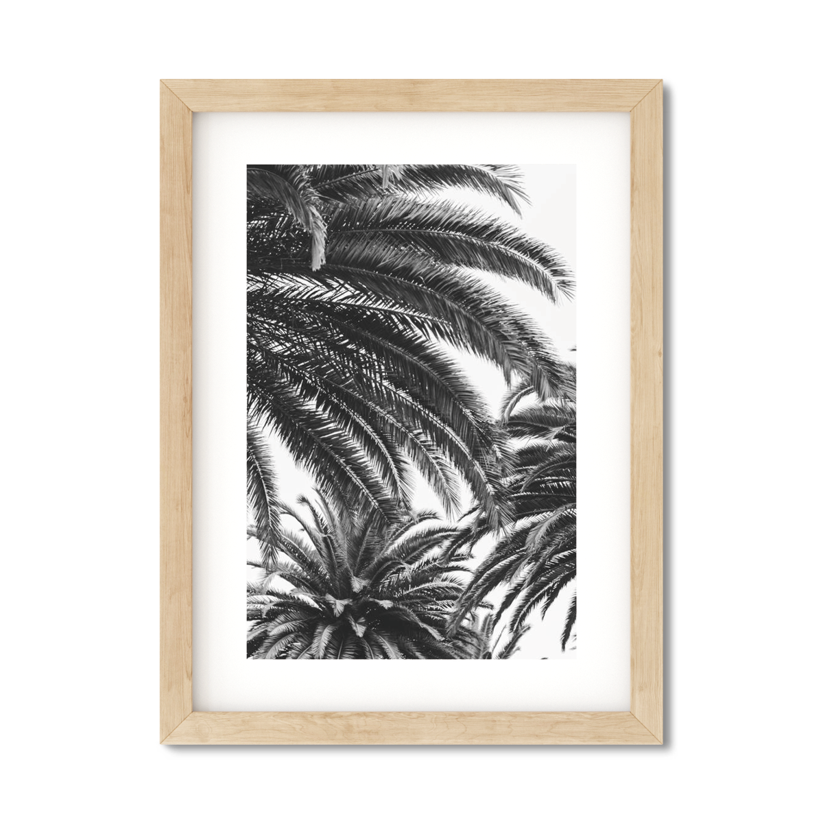 CANARY PALM NO. 3