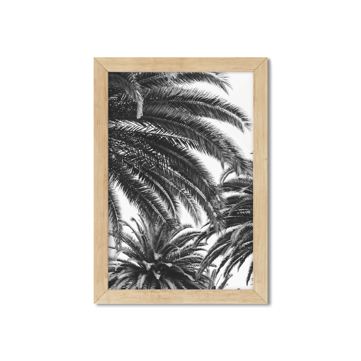 CANARY PALM NO. 3