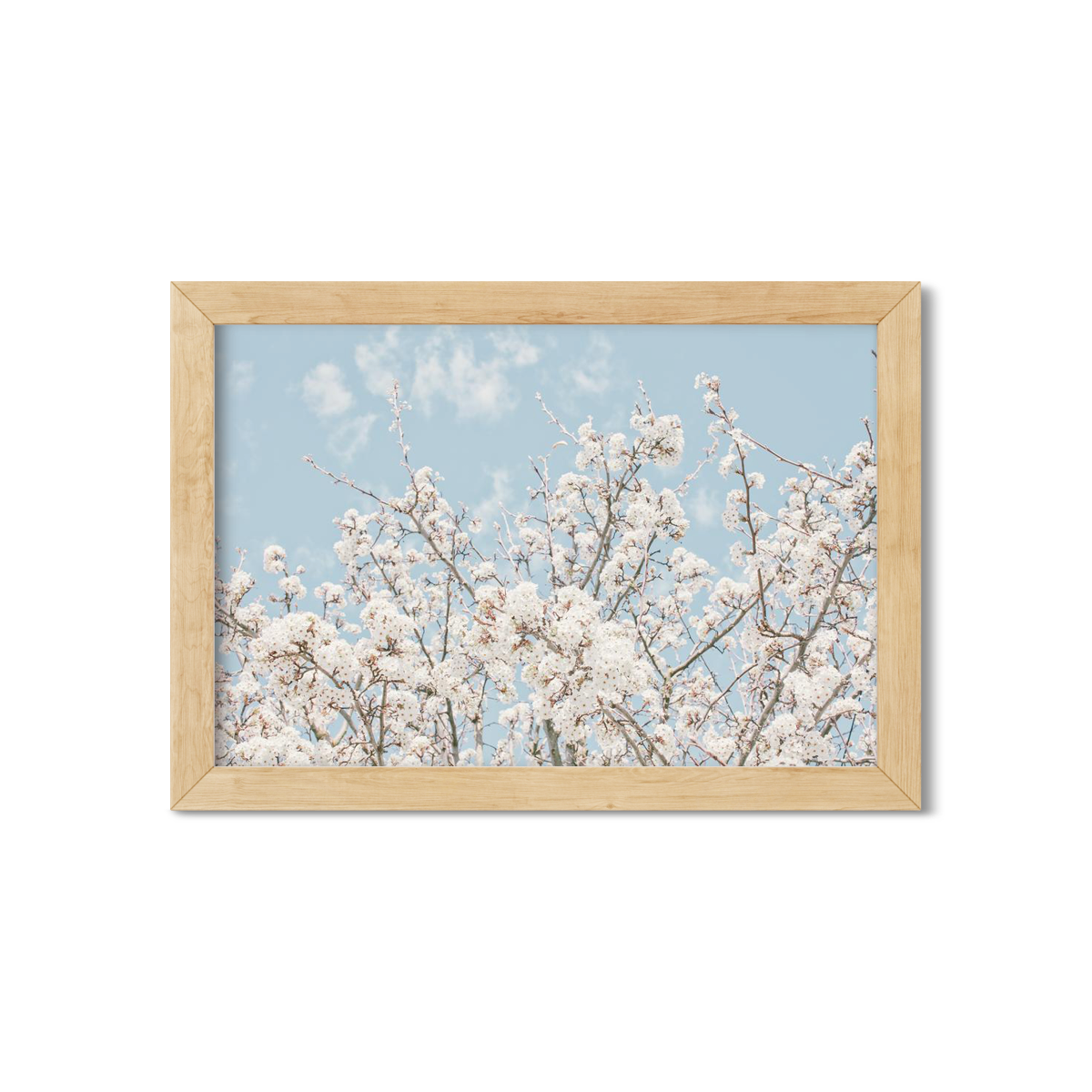 CHERRY BLOSSOMS NO. 2