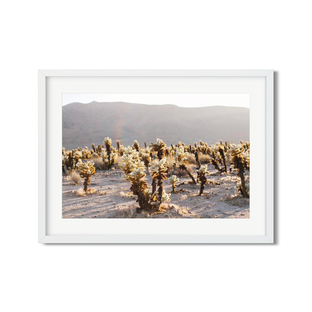 CHOLLA CHOLLA