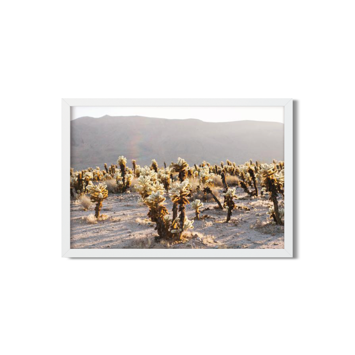 CHOLLA CHOLLA
