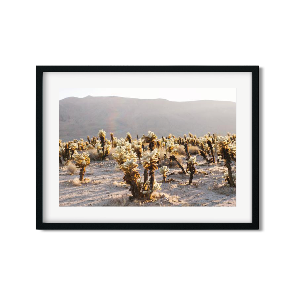 CHOLLA CHOLLA