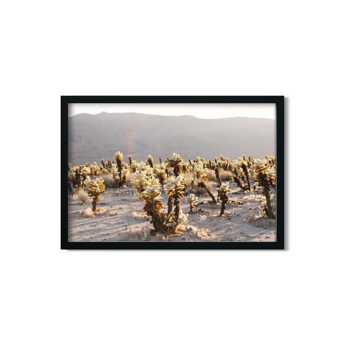 CHOLLA CHOLLA