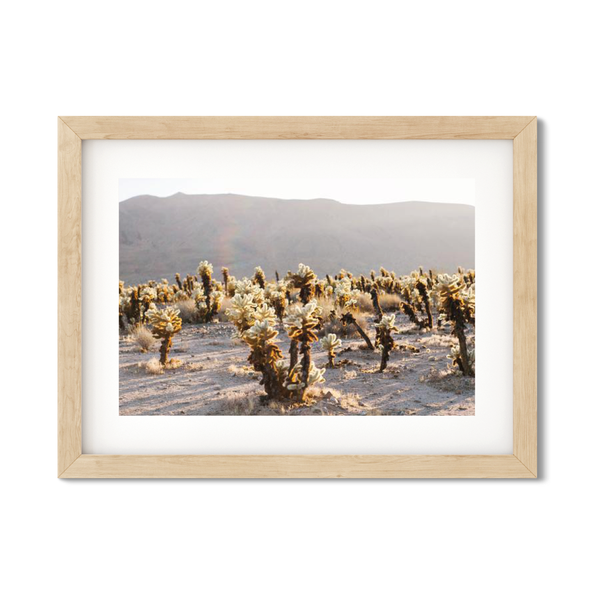 CHOLLA CHOLLA