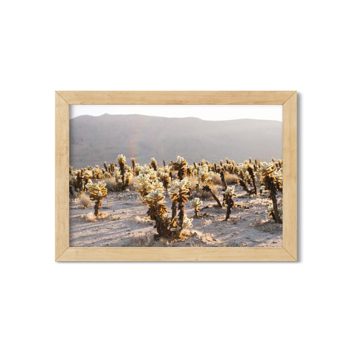 CHOLLA CHOLLA