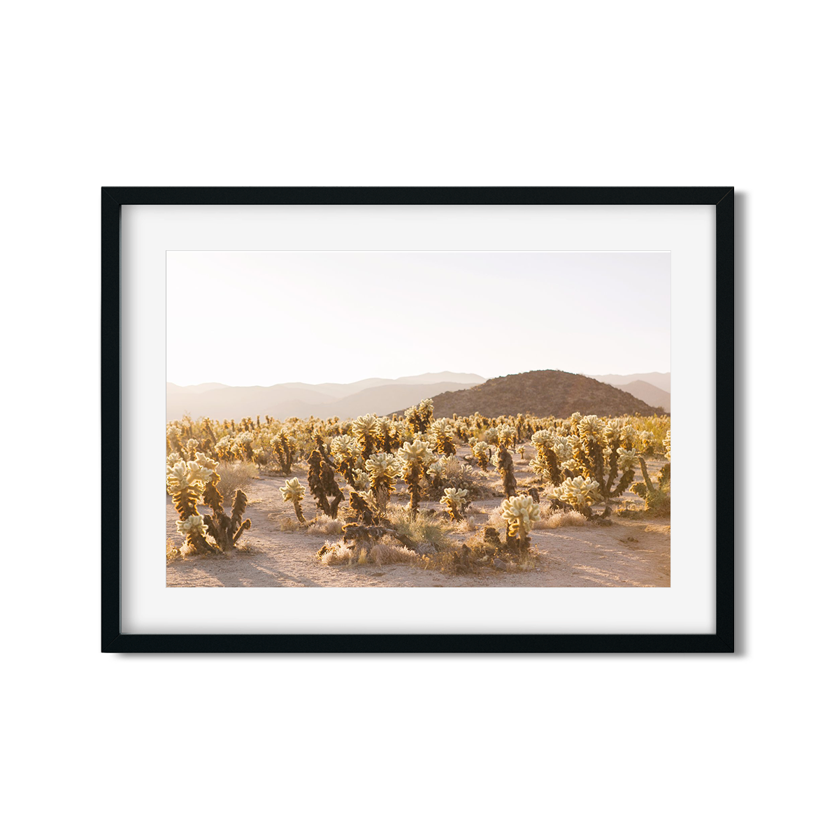 CHOLLA CHOLLA NO. 2
