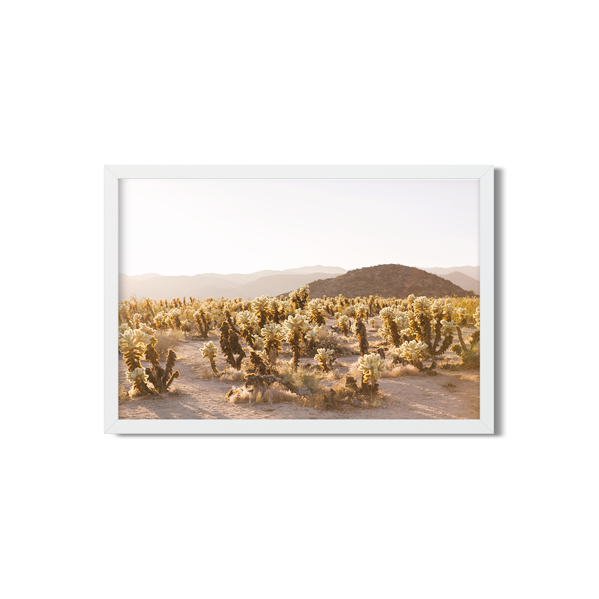 CHOLLA CHOLLA NO. 2
