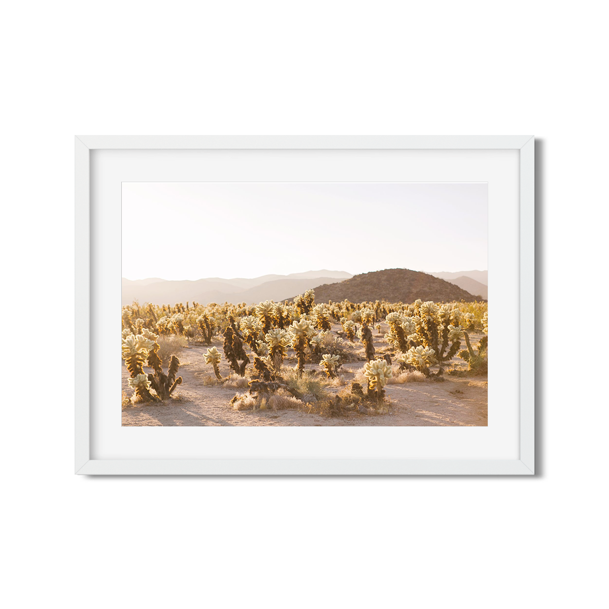 CHOLLA CHOLLA NO. 2