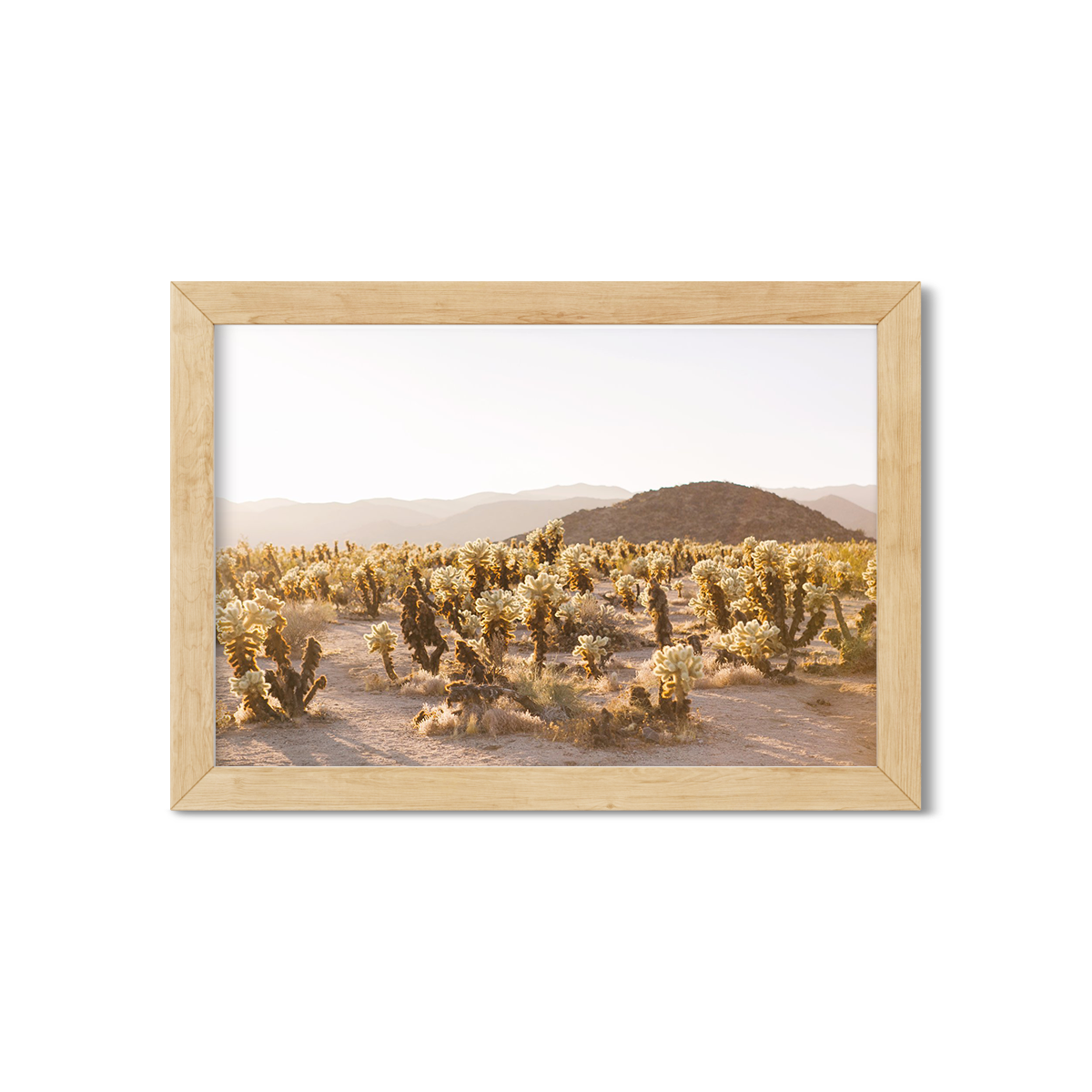 CHOLLA CHOLLA NO. 2