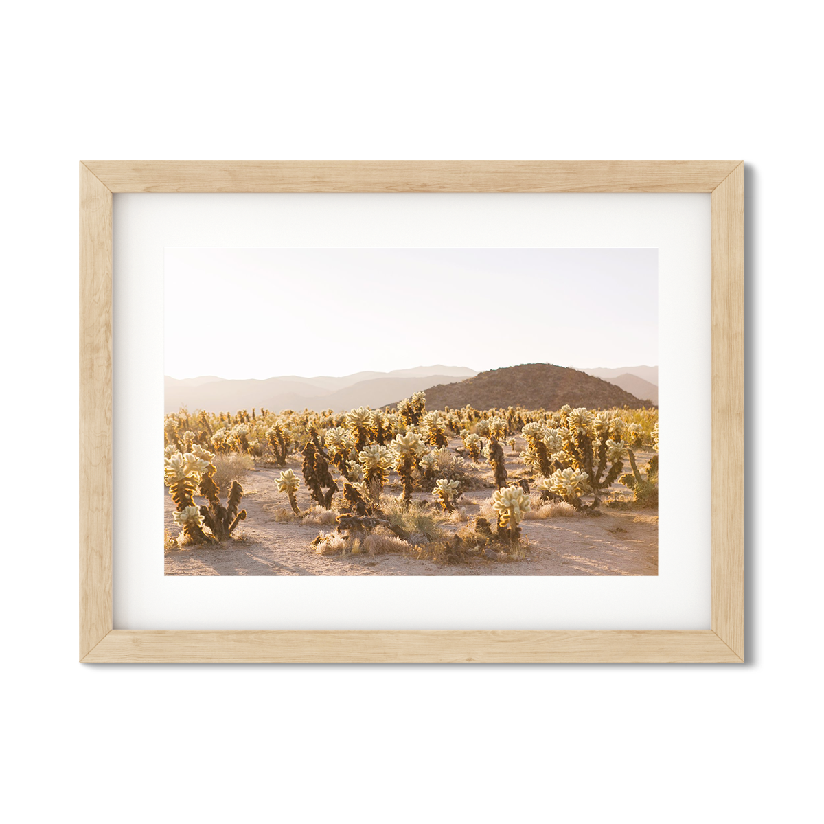 CHOLLA CHOLLA NO. 2
