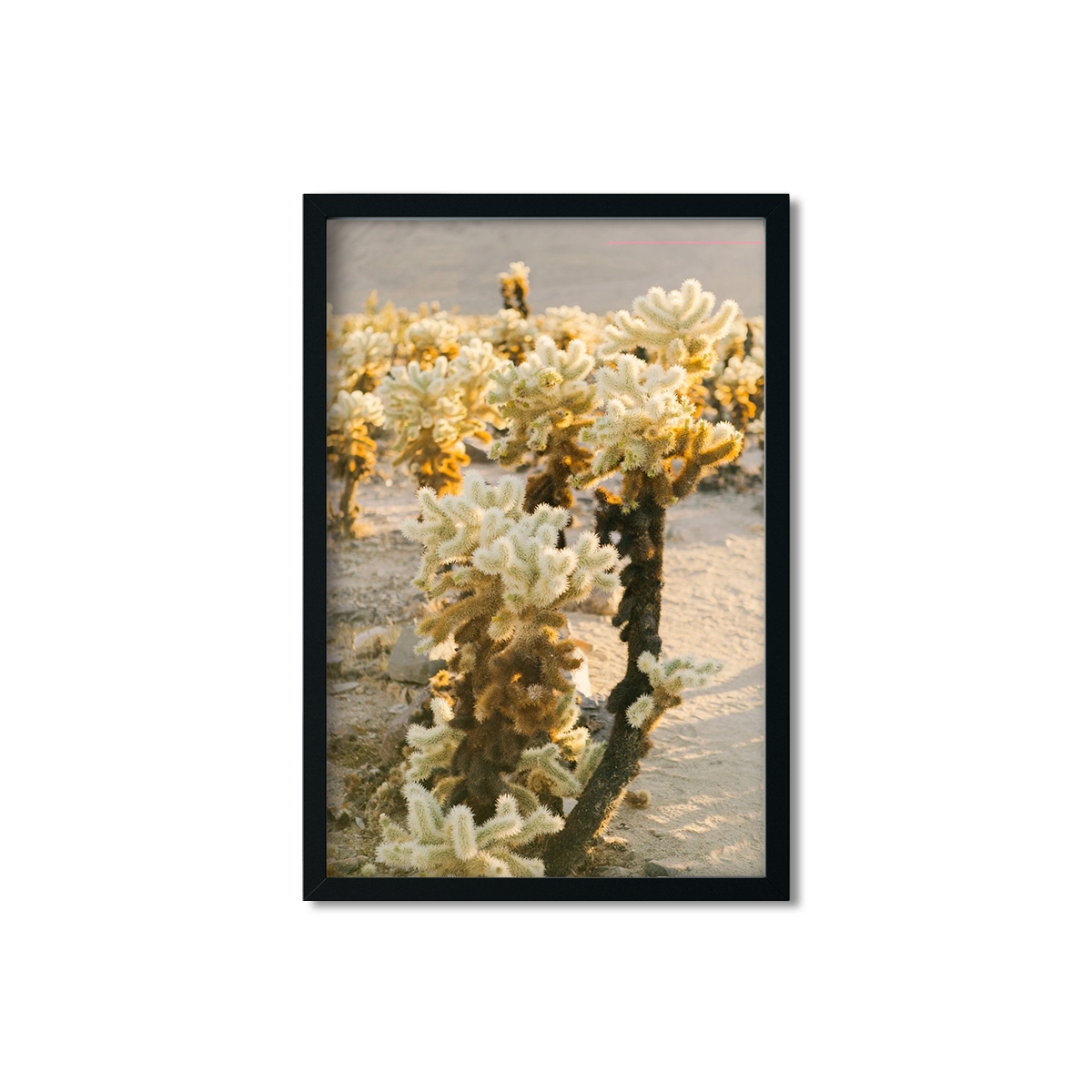 CHOLLA CHOLLA NO. 3