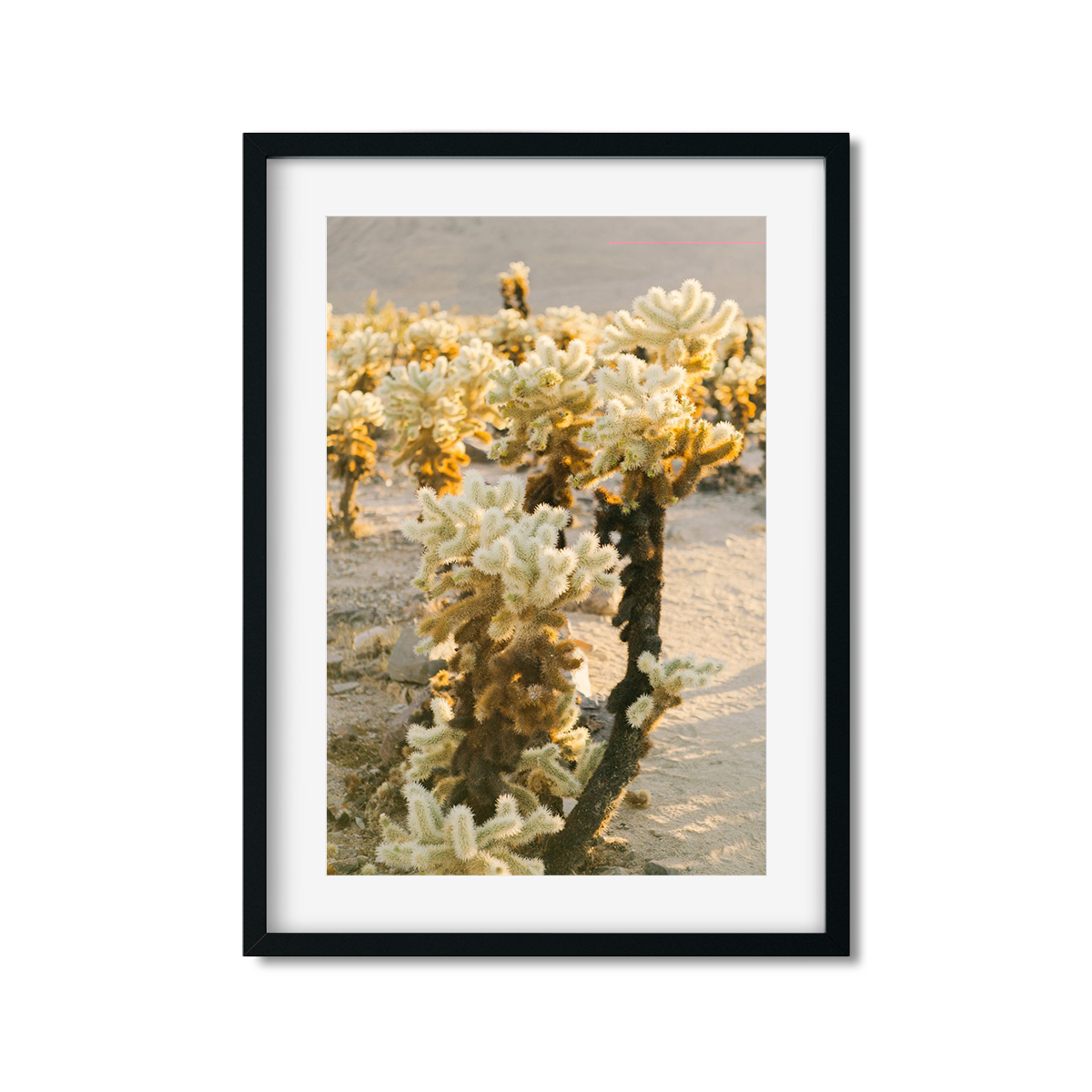 CHOLLA CHOLLA NO. 3