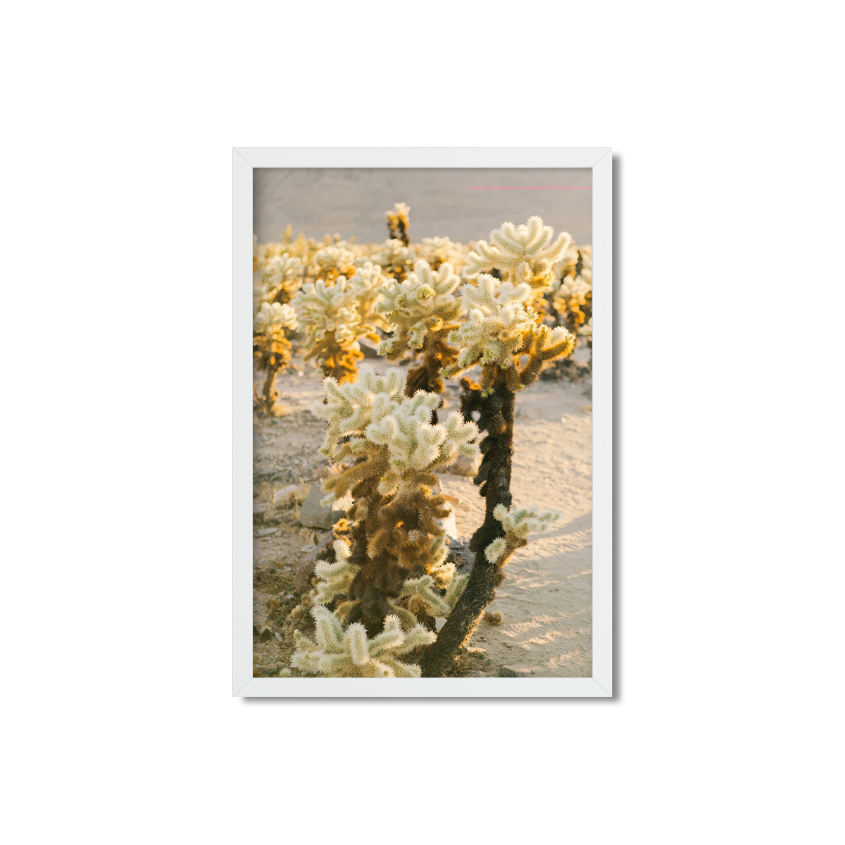 CHOLLA CHOLLA NO. 3
