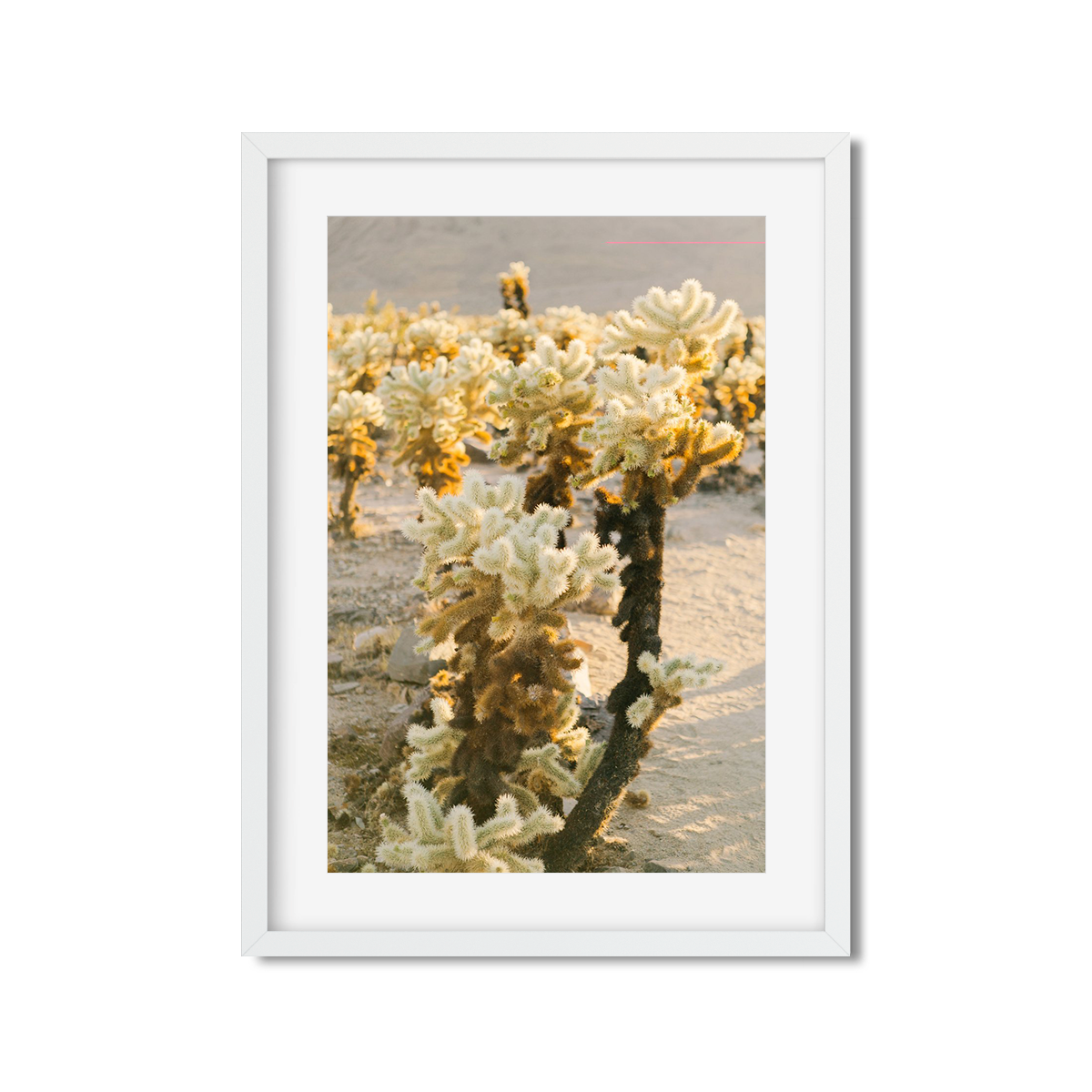 CHOLLA CHOLLA NO. 3