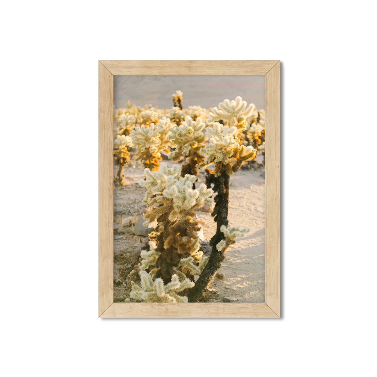 CHOLLA CHOLLA NO. 3