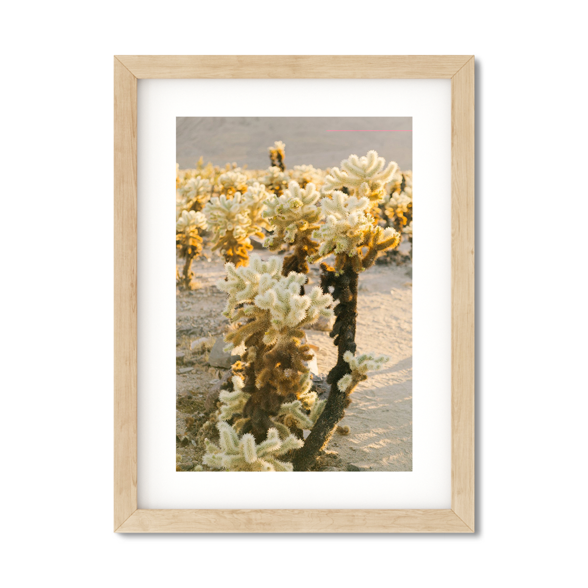 CHOLLA CHOLLA NO. 3