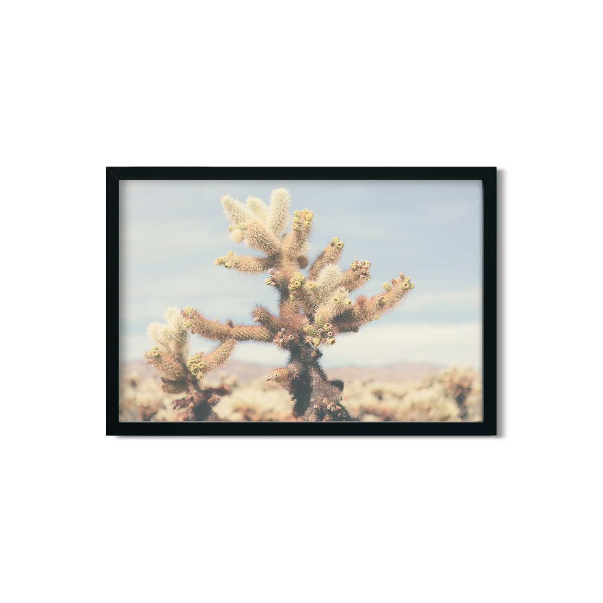 CHOLLA CHOLLA NO. 6