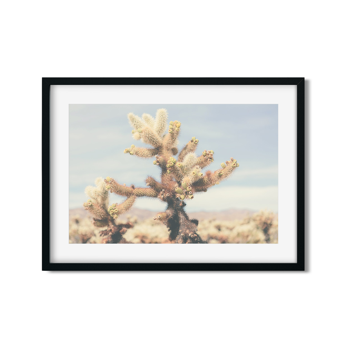 CHOLLA CHOLLA NO. 6