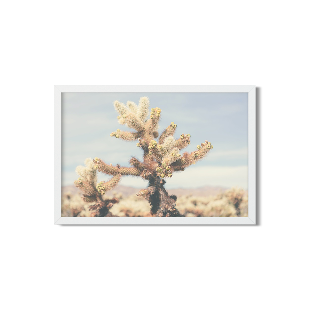 CHOLLA CHOLLA NO. 6