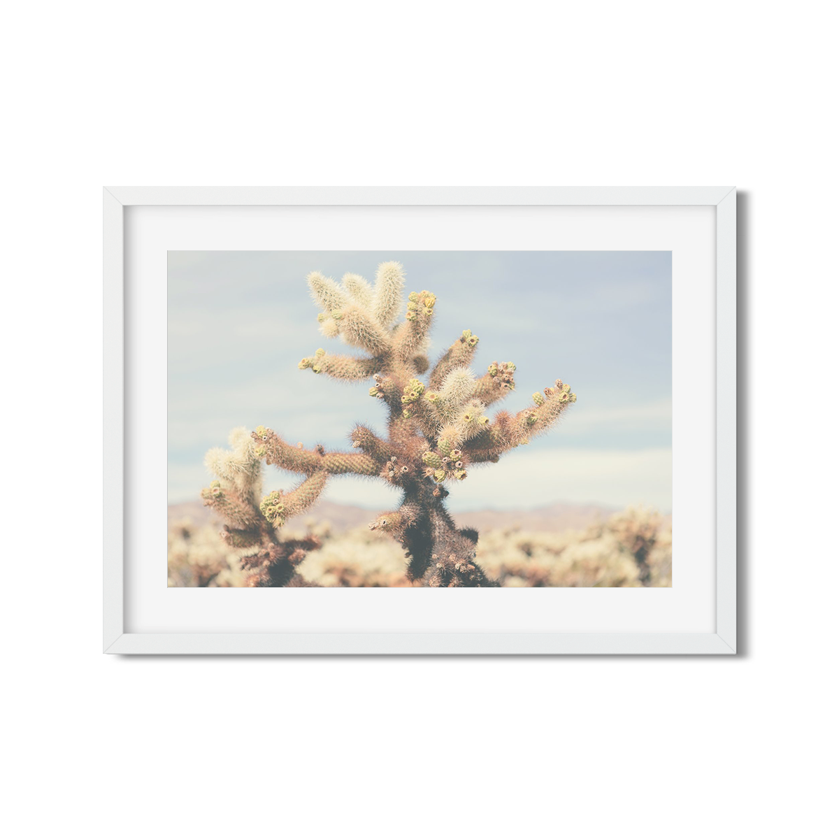 CHOLLA CHOLLA NO. 6