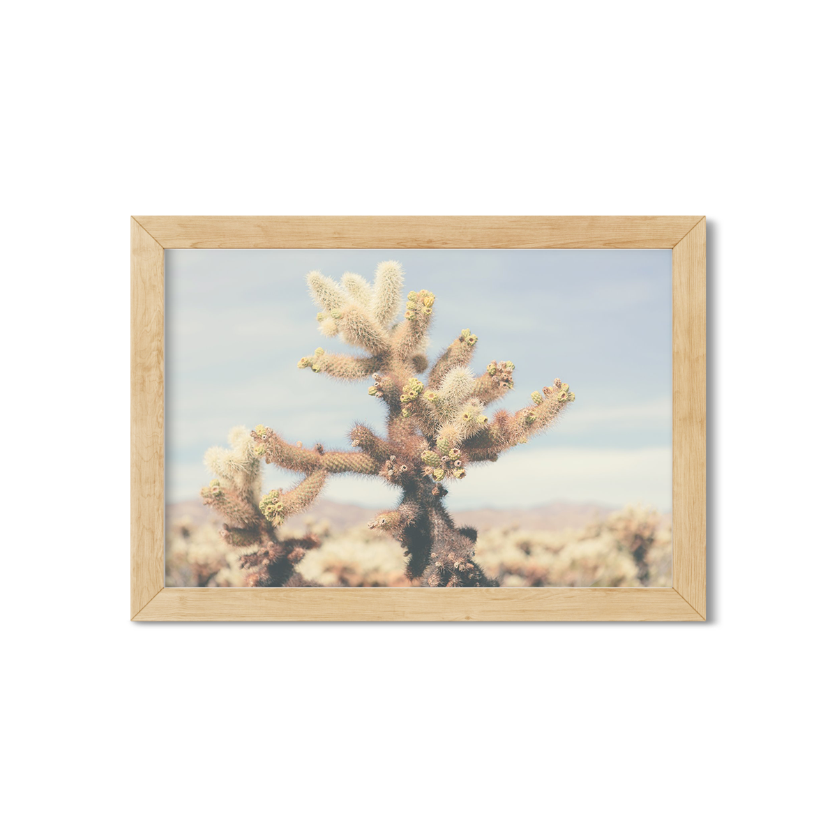 CHOLLA CHOLLA NO. 6