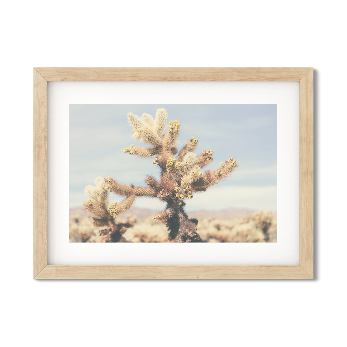 CHOLLA CHOLLA NO. 6