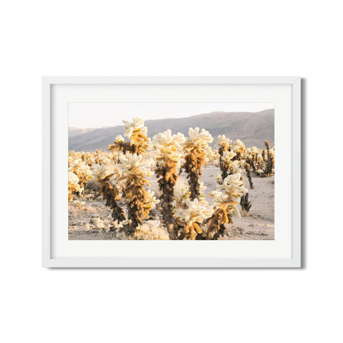 CHOLLA CHOLLA NO. 4
