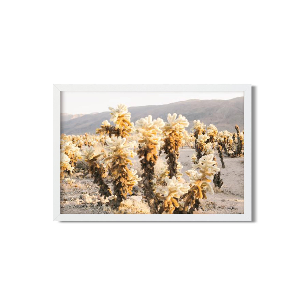 CHOLLA CHOLLA NO. 4