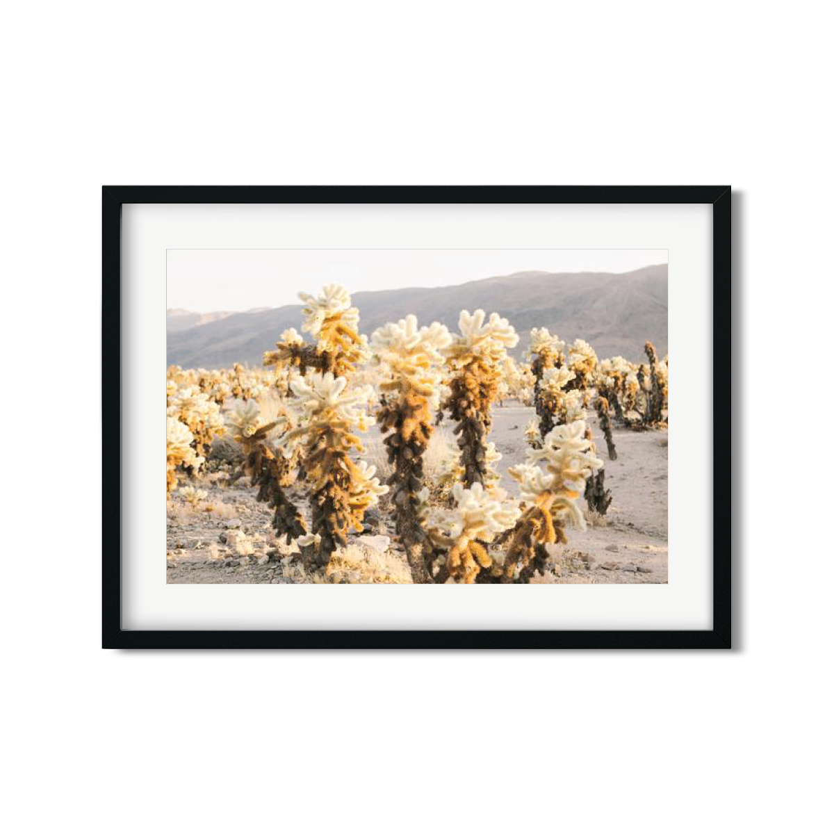 CHOLLA CHOLLA NO. 4