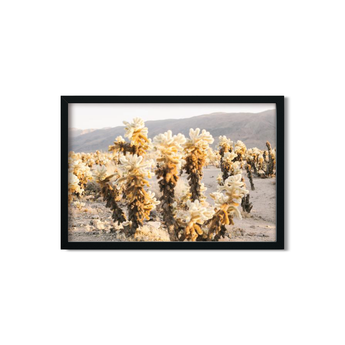 CHOLLA CHOLLA NO. 4
