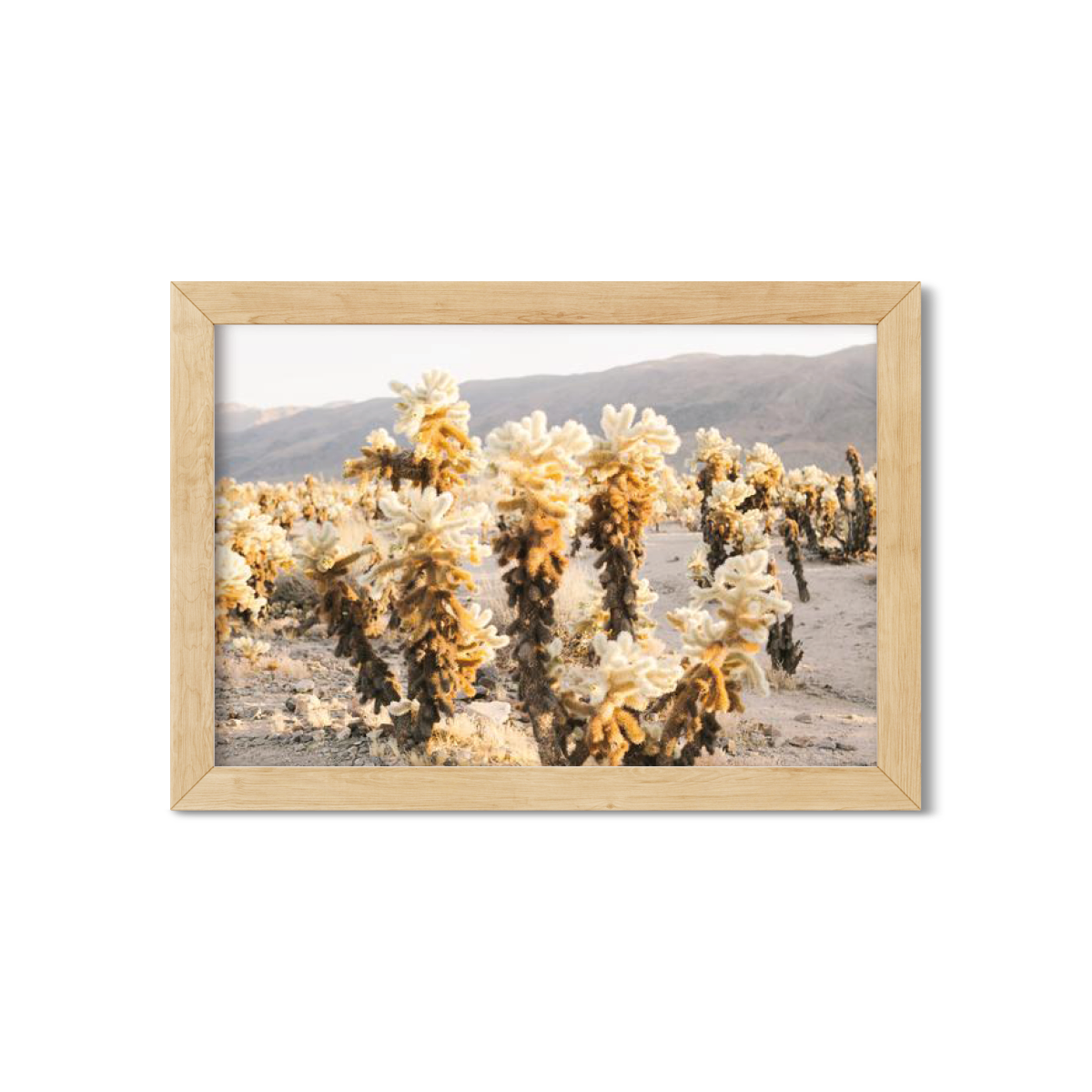 CHOLLA CHOLLA NO. 4