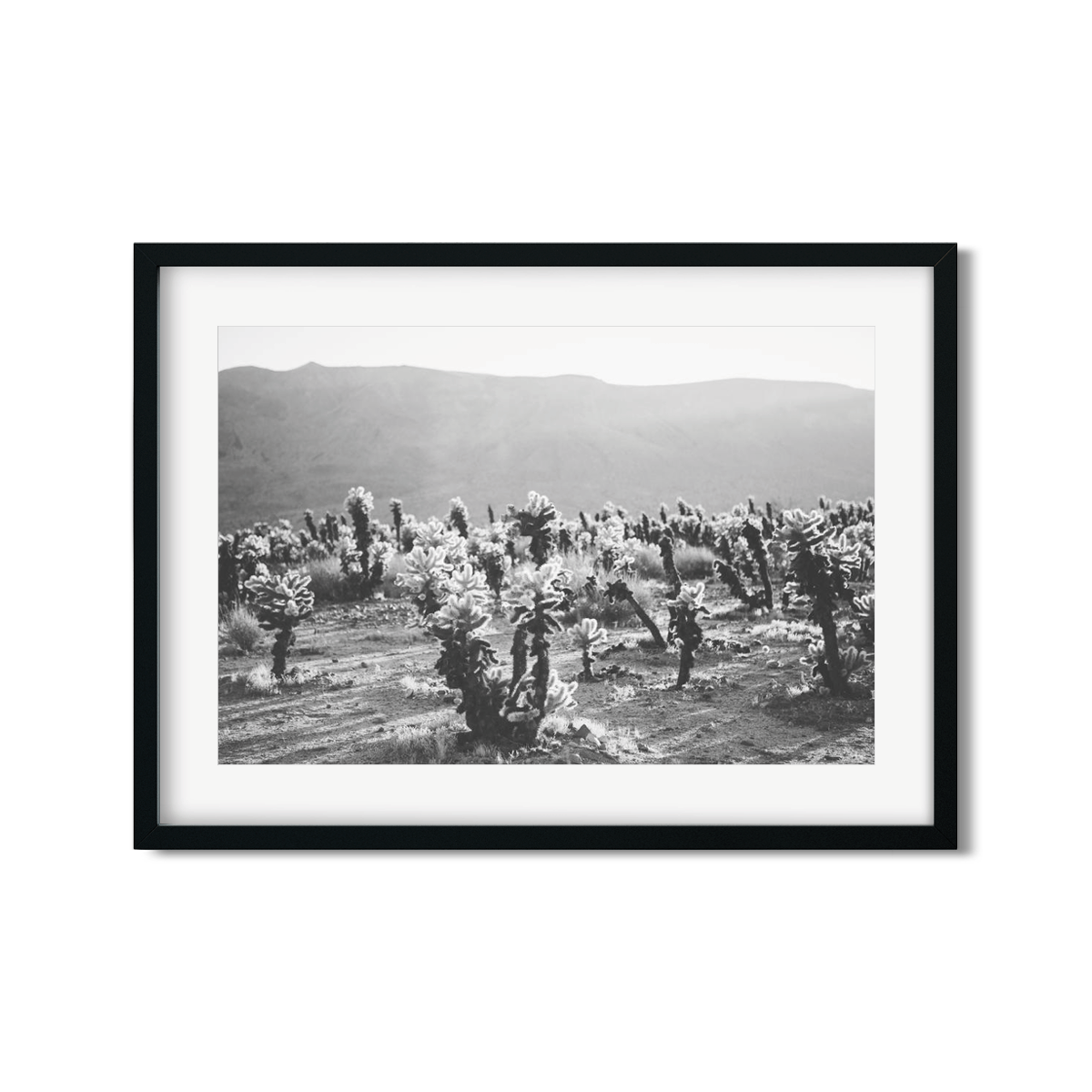 CHOLLA CHOLLA NO. 5
