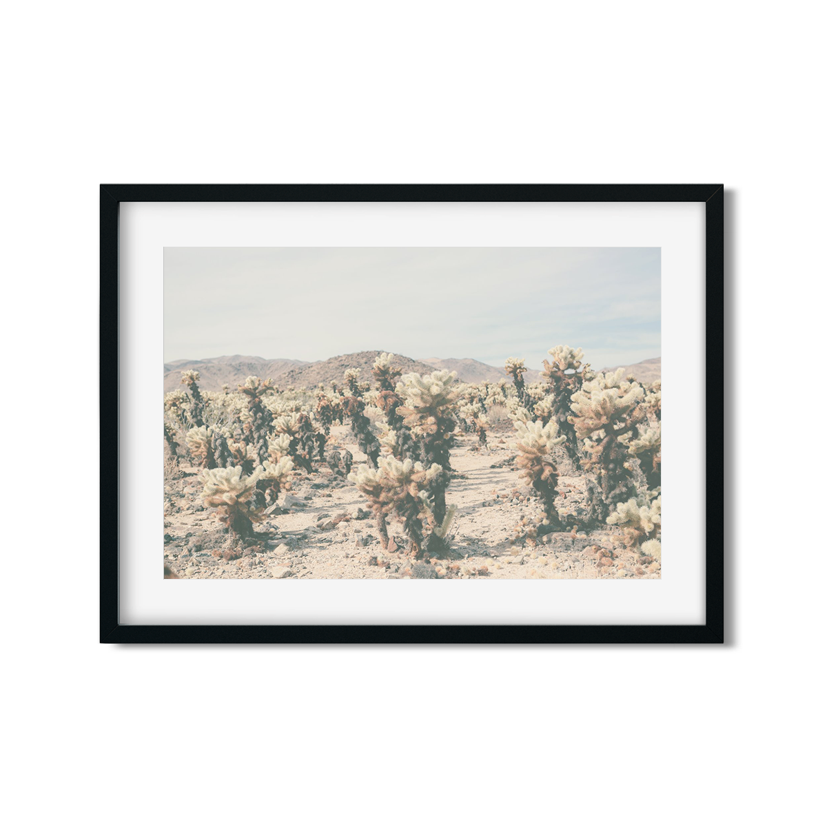 CHOLLA CHOLLA NO. 8
