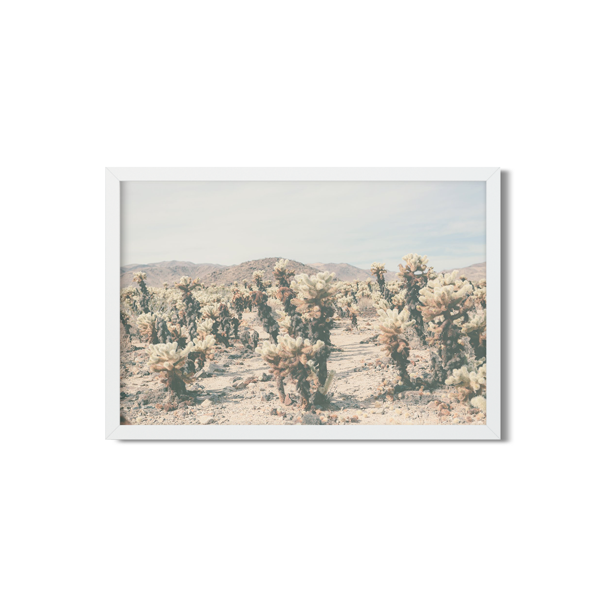 CHOLLA CHOLLA NO. 8