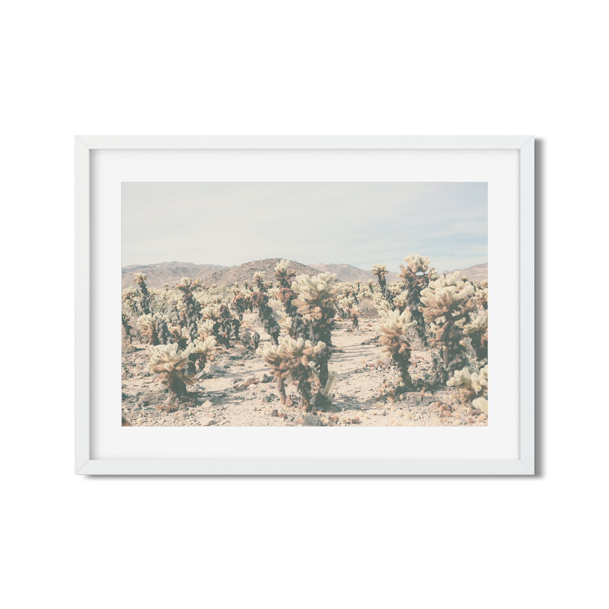 CHOLLA CHOLLA NO. 8